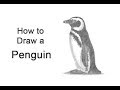 How to Draw a Magellanic Penguin