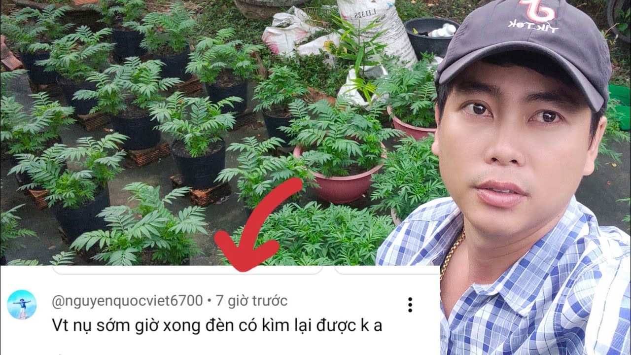 vạn thọ nở sớm nguyên nhân và cách khắc phục đơn giản tại vườn