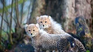 Cheetah Cubs Venture Outside For First Time
