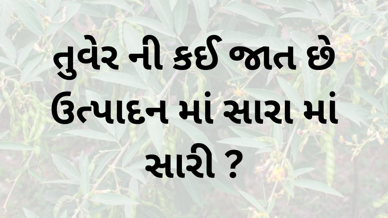 વૈશાલી તુવેર અને અશ્વલેખા તુવેર વચેનો તફાવત..!! ઉત્પાદનમાં કોણ રેસે આગળ ??