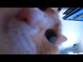 トミックから頂いたご飯食べる猫　【POP】　　PDS
