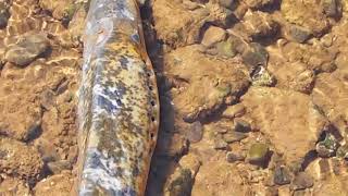 lamprey breathing water and pumping it back out through its exhaust ports
