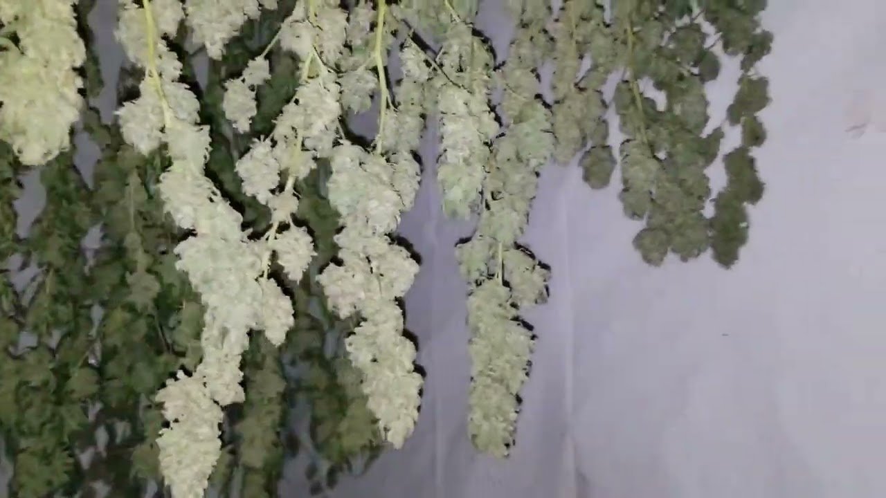Harvesting my cannabis day 67 small indoor medical grow operation!..