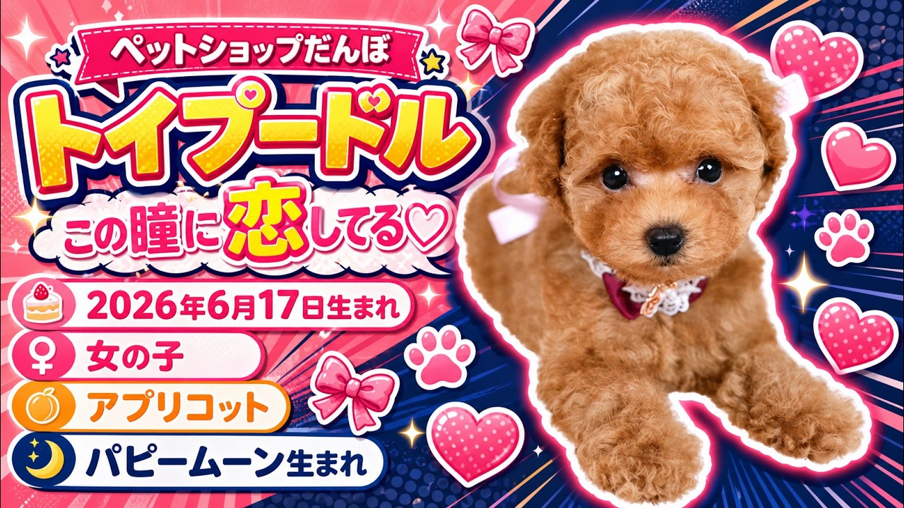 伏せて見上げる瞳にきゅん♡アプリコットのトイプードルちゃん - YouTube