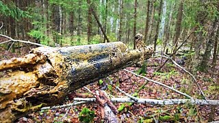 Раскопки в Рамушевском коридоре смерти. Вахта Памяти 2018#2 / Excavations of Soviet soldiers WW2 Раскопки в Рамушевском коридоре смерти. Вахта Памяти 2018#2 / Excavations of Soviet soldiers WW2