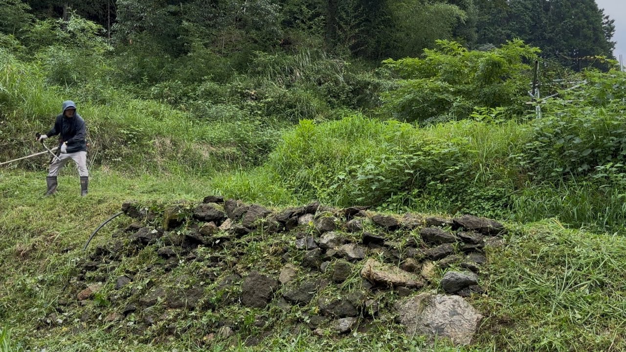 冬に積んだ石垣もすっかり草に埋もれてた〜キウイ棚の下草を刈ってスッキリしました2025/08/23−01