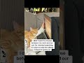 #catmomlife #lovemycat #catsoftiktok #catlover #catmom