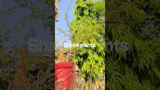 shami plants care and tips #shami plants care and tips