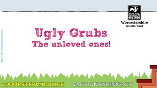 Ugly Bug Grubs