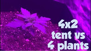 INDOOR WEED GROW | 4 plants 2x4 tent