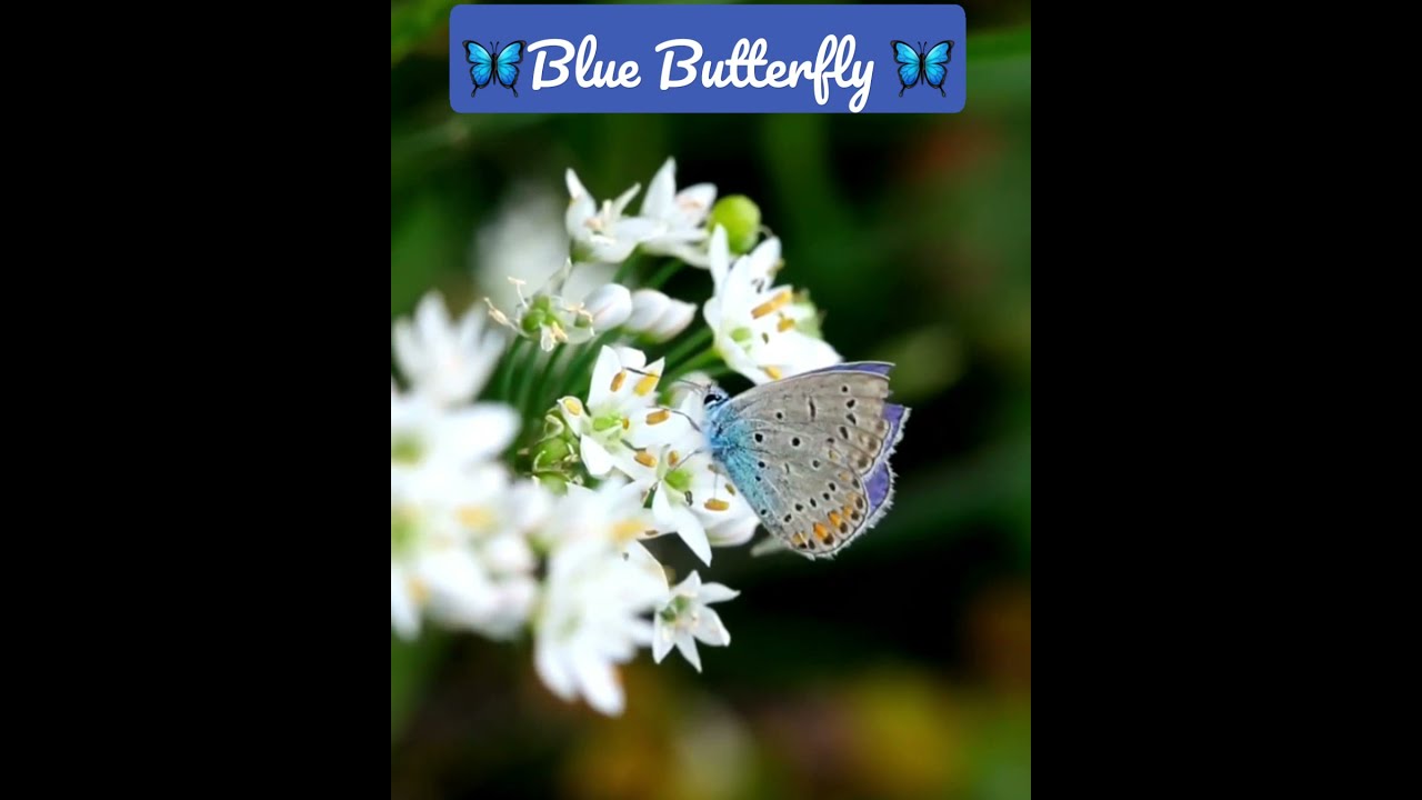 Beautiful Blue Butterfly🦋🦋🦋🦋🌠🌌 