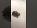 Nugget the tortoise #shorts #stlouis #stlouiszoo #zoo #tortoise