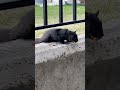 Hungry squirrel #animals #canada #squirrel #house #2026 #белка #животные #дом #еда #food