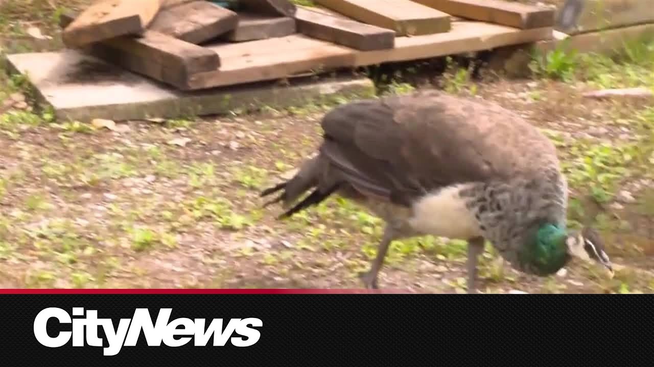 Toronto island a hideaway for a pride of peacocks