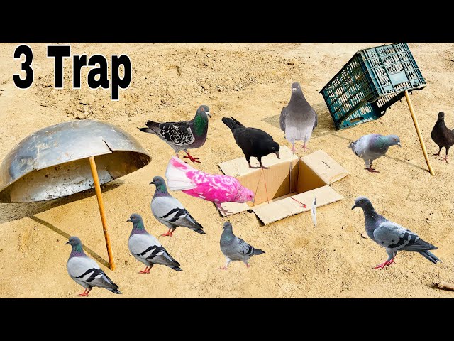 3 Ideas For Pigeon Trap | Birds Trap | How To Make Pigeon Trap | @qbtraps class=