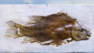 PBS Nova - Nature Documentary - Ancient Creature of the Deep