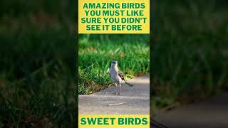 Birds Lover is one of the best Sweet and Cute animals in wild animals #wild #animals #shorts
