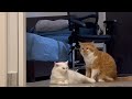 Suara Kucing Jantan Birahi