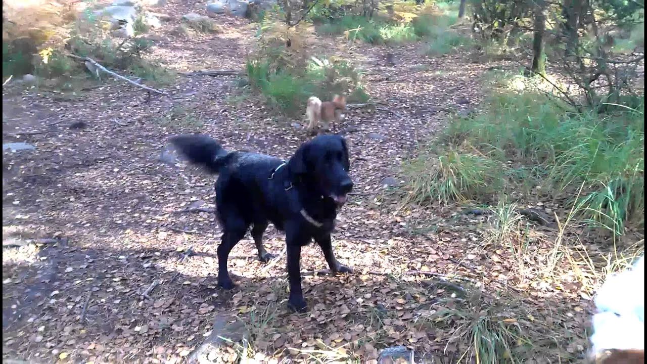 DoggieDog Hundpromenader & Stinas Hundpensionat - YouTube