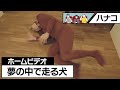 【ハナコ】#04 ホームビデオ「夢の中で走る犬」【HANACONTE】ハナコント