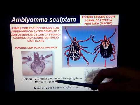 Vídeo: Detecção De Rickettsia Spp. Em Rhipicephalus Sanguineus (sensu Lato) Coletado De Cães De Roaming Livre No Estado De Coahuila, Norte Do México