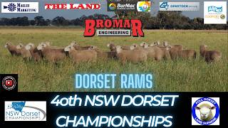 40TH NSW POLL DORSET CHAMPIONSHIPS - POLL DORSET RAM