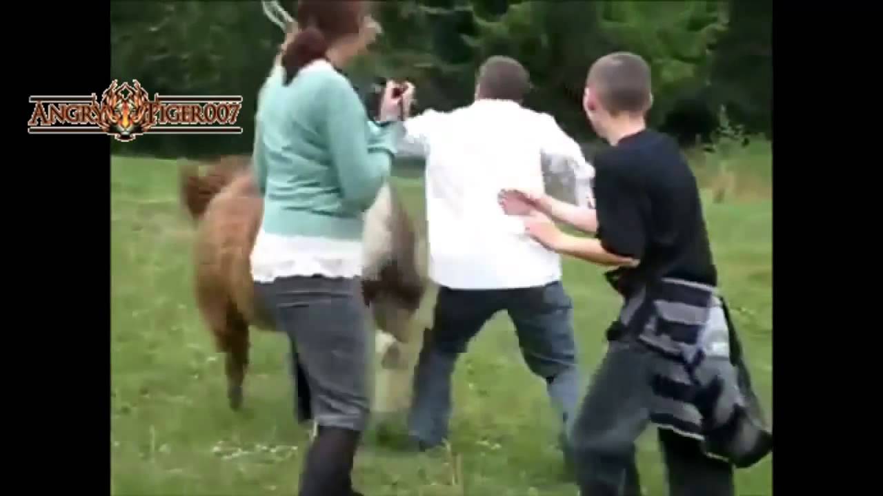 Angry llama