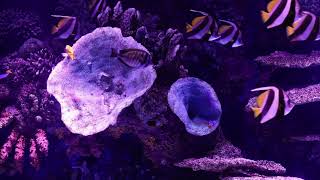 4K Fish Tank Marine Life Aquarium - TV Screensaver to Fall asleep, Study or Relax