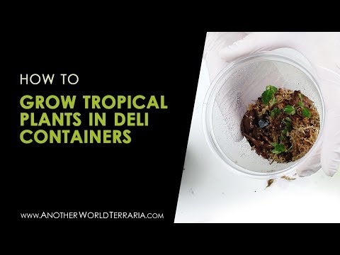 How To Grow Tropical Plants In Deli Containers