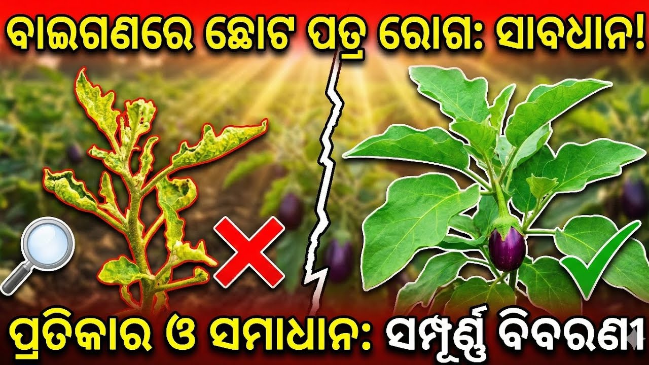 ବାଇଗଣ ରେ ଭୟଙ୍କର ଛୋଟ ପତ୍ର ରୋଗ ସାବଧାନ 😱 | Little Leaf Deases In Grafted Brinjal 🍆 |  