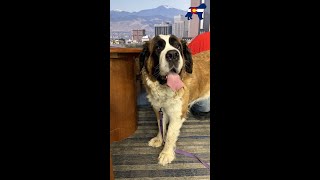 Maple | Tammy's Fur-ever Friends