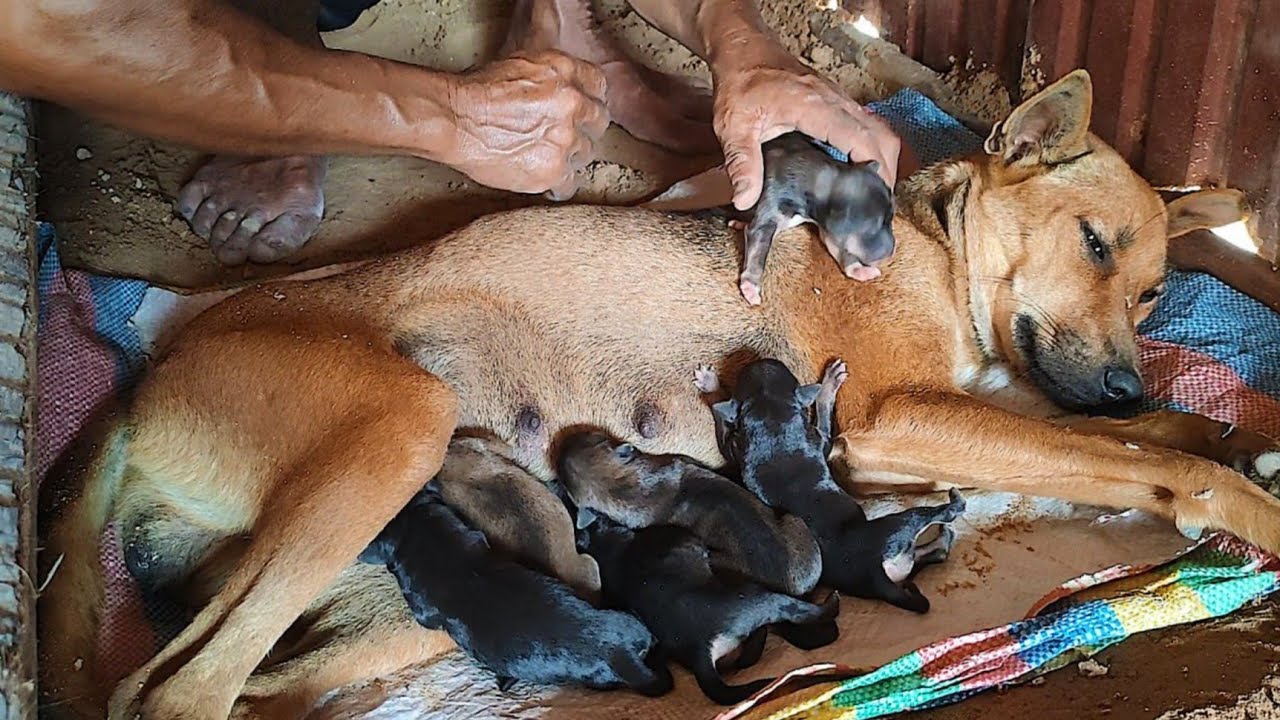 A stray dog has just given birth to six puppies. Prepare a new home for ...