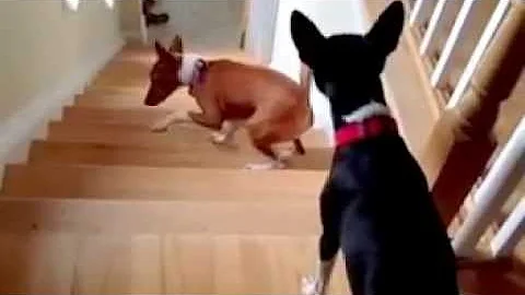 Dog doesn't understand how to go up stairs