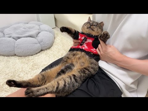 もちまる The kitten's reaction to his brother getting seriously angry