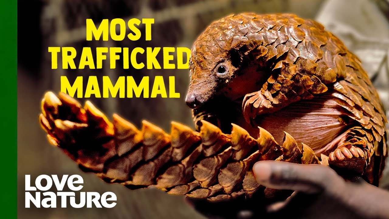 Vets Struggle to Protect the World’s Most Trafficked Mammal | Love Nature