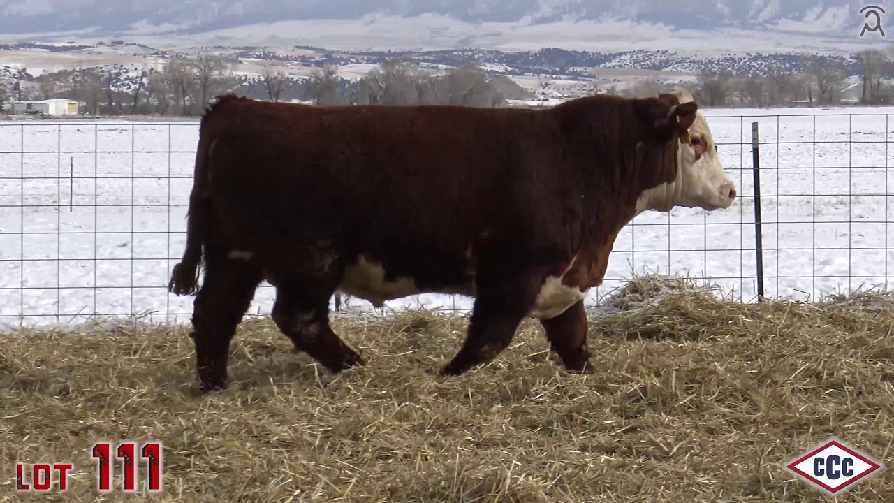 Lot 111 YouTube