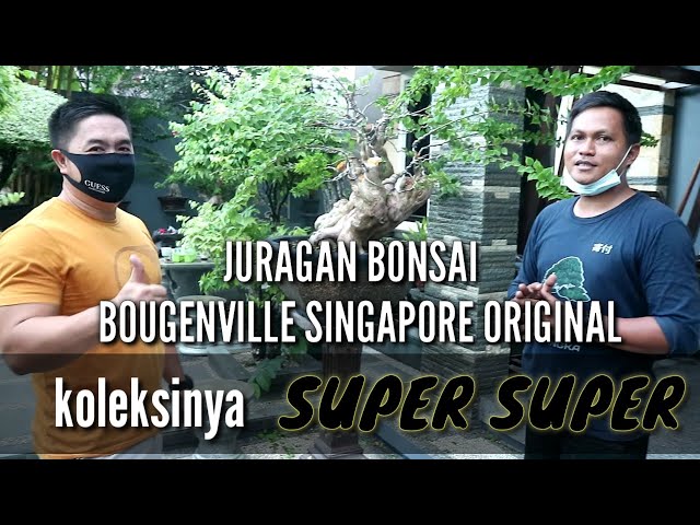 Juragan Bonsai Bougenville Singapore Original class=