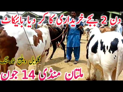 Today Fresh Multan