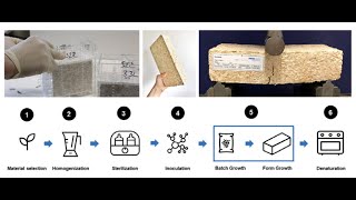 Fungal mycelium and chipped wood composite for building components