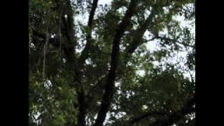 Main Jahan Chala Jaoon.wmv
