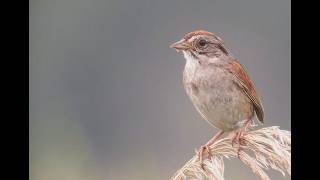 Swamp Sparrow, 7/4/2026 (HD)