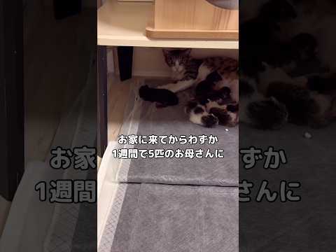 預かり猫としてやってきた元野良猫がお家に来て1週間で5匹のお母さんになりました #保護猫 #野良猫 #shorts