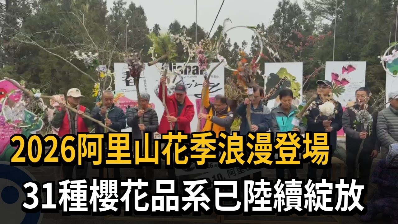 2026阿里山花季浪漫登場　31種櫻花品系已陸續綻放－民視新聞