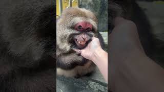 The Love And Dislike Of Animals Are Pure, While The Difference In Humans Is That Love Can Be