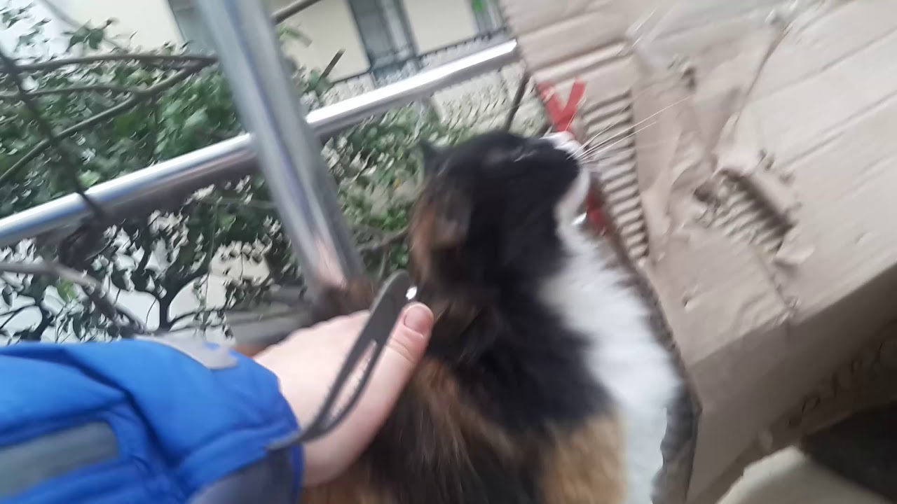 Tatlış calico kedi sevdim çok sevimli tatlış 1 kedi daha var YouTube