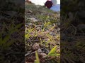 فكيف تكف الروح عن الروح والروح في الروح تقيم خط تصويري احترافي