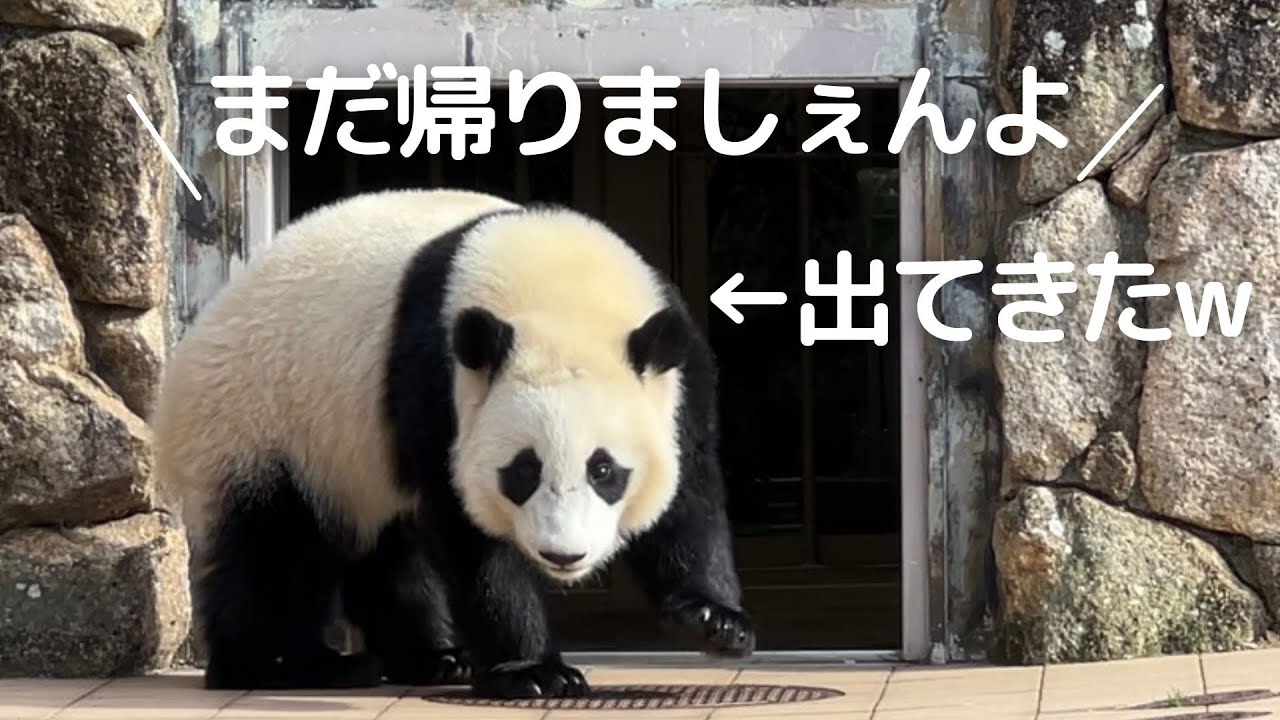 飼育員さんビックリw帰りかけて..出てきた😂オチは忘れない子パンダ楓浜の帰宅劇🍁