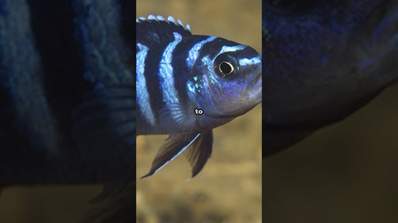 The Fish That Survives Boiling Acid Pools! 🐟🔥