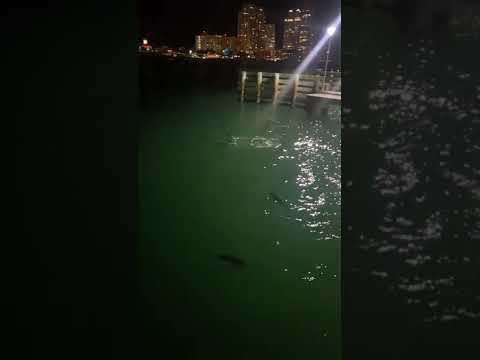 Best Fishing spot