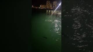 Best Fishing spot in Miami (Jacks and Monster Tarpon)